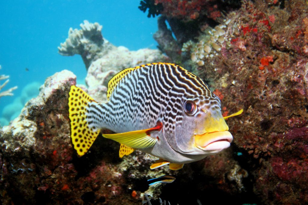 The Great Barrier Reef is being damaged by a range of threats. The Great Barrier Reef is being damaged by a range of threats.